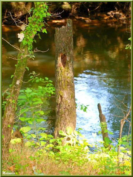 Verdure, bois et reflets en bordure de La Leyre, Sentier du Littoral au lieu-dit Lamothe, Le Teich, Bassin d'Arcachon (33)