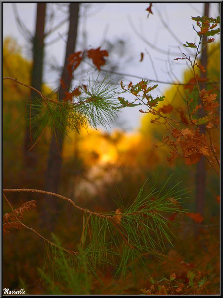 Branches de chêne et pin ave fougères en automne sur fond de soleil couchant, forêt sur le Bassin d'Arcachon (33)