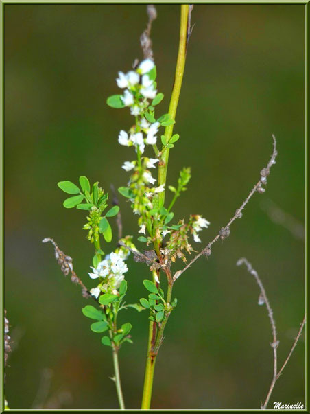Mélilot blanc ou Trèfle d'odeur (en fin de floraison), flore sur le Bassin d'Arcachon 