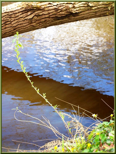 Bois et reflets printaniers en bordure de La Leyre, Sentier du Littoral au lieu-dit Lamothe, Le Teich, Bassin d'Arcachon (33) 