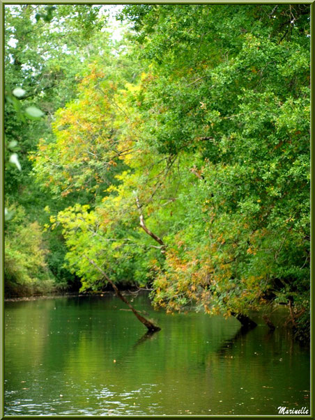 Arbres et reflets d'automne en bordure de La Leyre, Sentier du Littoral au lieu-dit Lamothe, Le Teich, Bassin d'Arcachon (33)