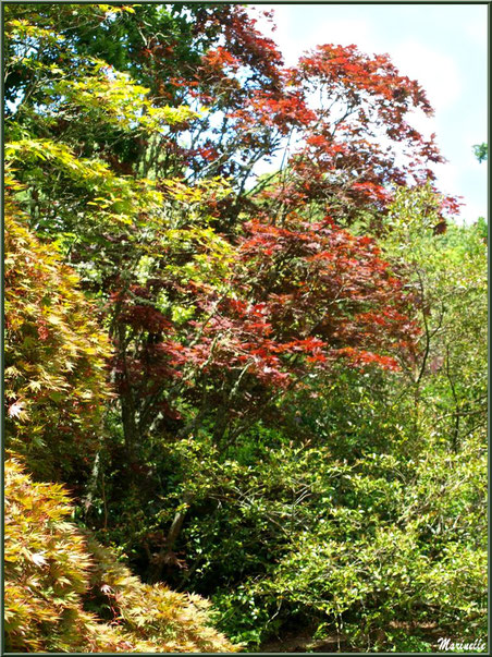 La Lande Dorée - Les Jardins du Kerdalo à Trédarzec, Côtes d'Armor (22)  