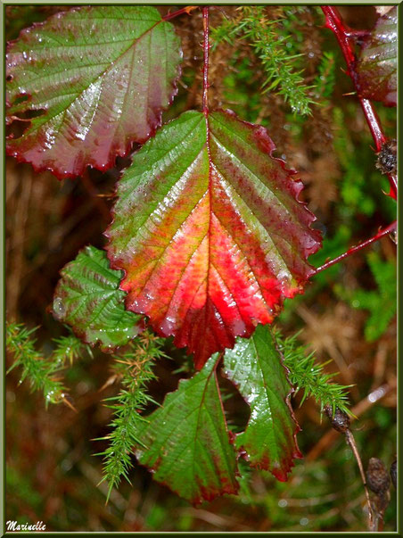 Feuilles de roncier automnal et ajonc après ondée, forêts sur le Bassin d'Arcachon (33) 