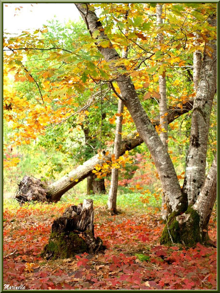 Chênes et sous-bois en période automnale, forêt sur le Bassin d'Arcachon (33)  