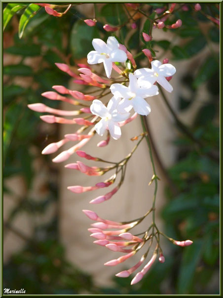 Jasmin au jardin