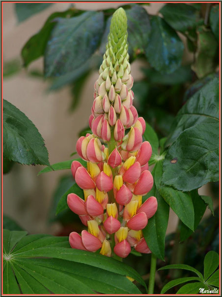 Lupin saumon et jaune, au jardin