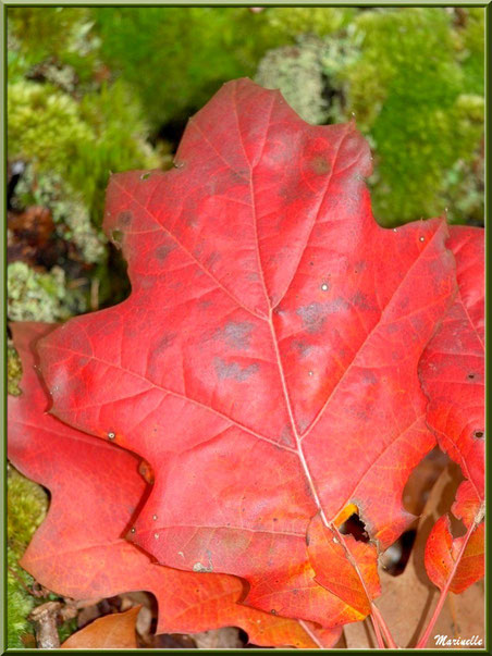 Feuilles de chêne automnales sur tapis de mousse, forêt sur le Bassin d'Arcachon (33) 