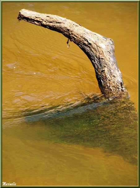 Bois et reflets sur La Leyre, Sentier du Littotal au lieu-dit Lamothe, Le Teich, Bassin d'Arcachon (33)