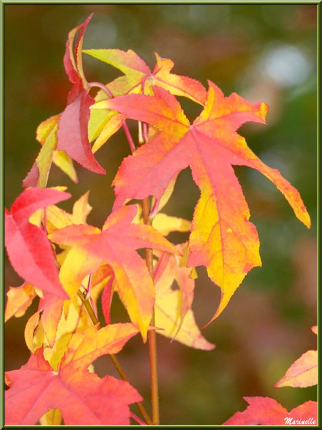 Feuilles de Liquidambar (ou Copalme d'Amérique) aux couleurs automnales, forêt sur le Bassin d'Arcachon (33)