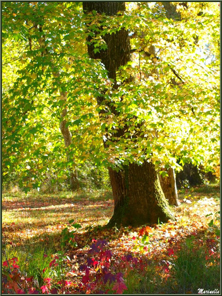 Sous-bois de Chênes et Liquidambars (ou Copalmes d'Amérique) en période automnale, forêt sur le Bassin d'Arcachon (33) 