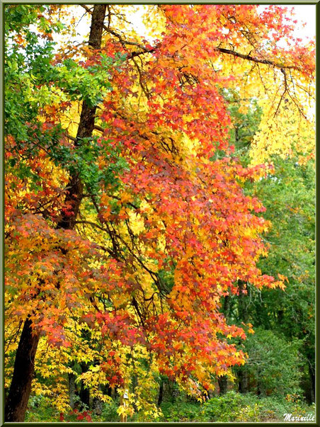 Sous-bois : Chênes et Liquidambar (ou Copalme d'Amérique) aux couleurs automnales, forêt sur le Bassin d'Arcachon (33)