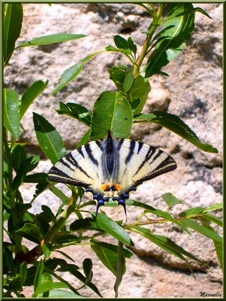 Papillon Flambé