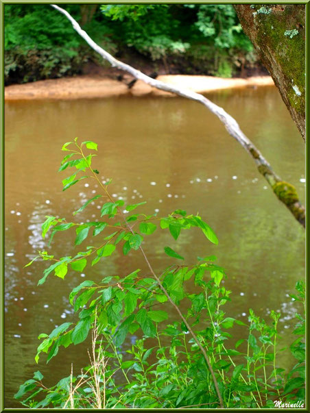 Végétation, bois et reflets en bordure de La Leyre, Sentier du Littoral au lieu-dit Lamothe, Le Teich, Bassin d'Arcachon (33)