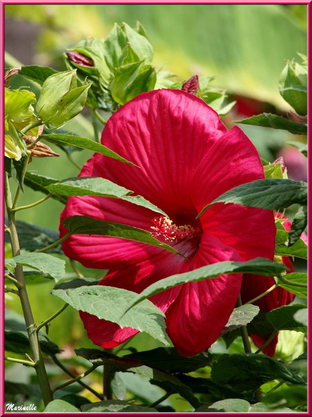 Hibiscus moscheutos rouge (hibiscus géant)
