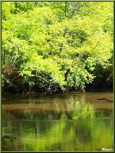 Verdure et reflets en bordure de La Leyre, Sentier du Littoral au lieu-dit Lamothe, Le Teich, Bassin d'Arcachon (33)    