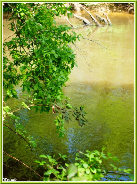 Verdoyance et reflets en bordure de La Leyre, Sentier du Littoral au lieu-dit Lamothe, Le Teich, Bassin d'Arcachon (33) 