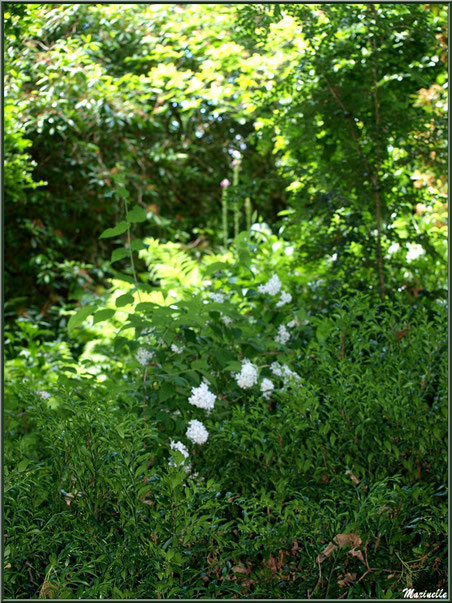 Le sentier de la Vallée du Bas et Choisya Ternata en fleurs - Les Jardins du Kerdalo à Trédarzec, Côtes d'Armor (22) 