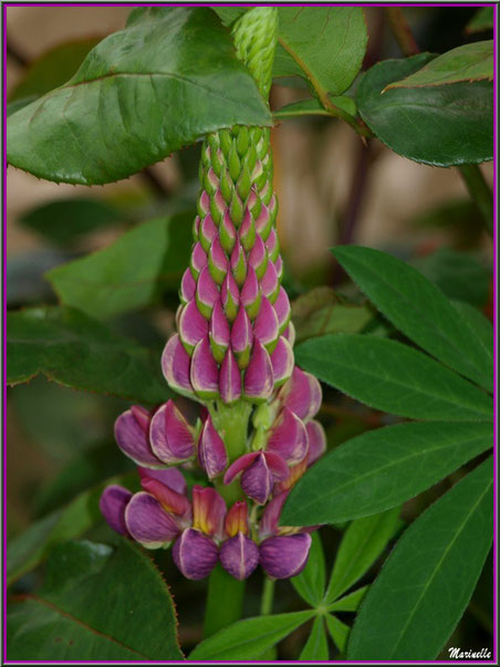 Lupin rose mauve, au jardin