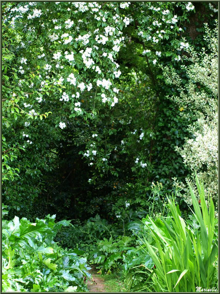 Les Terrasses et un Hoheria sextylosa avec sa multitude de fleurs blanches - Les Jardins du Kerdalo à Trédarzec, Côtes d'Armor (22) 