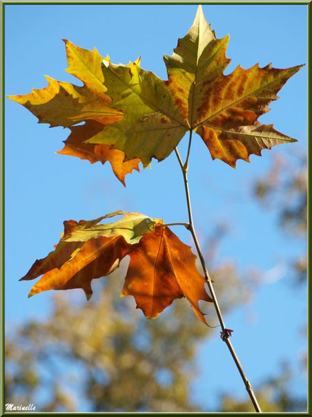 Feuilles de platane automnal au soleil, forêt sur le Bassin d'Arcachon (33)  