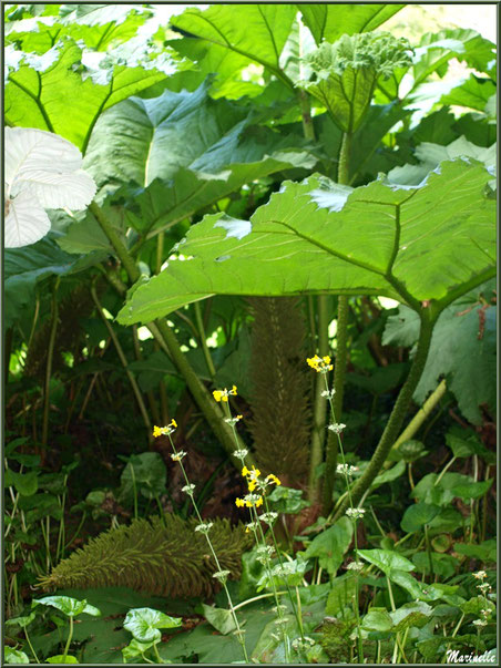 Le sentier de la Vallée du Bas  : Gunnera manicata ou Rhubarbes géantes du Brésil et leurs fleurs - Les Jardins du Kerdalo à Trédarzec, Côtes d'Armor (22) 