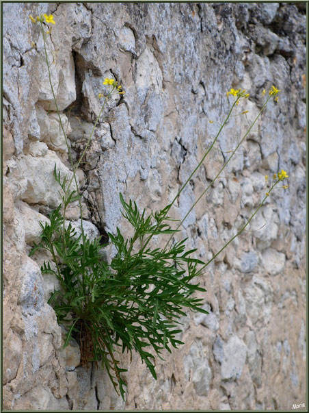 Fleurettes poussant dans un mur au détour d'une ruelle à Talmont-sur-Gironde, Charente-Maritime