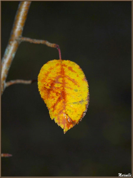 Feuille d'arbrisseau automnal, forêt sur le Bassin d'Arcachon (33) 