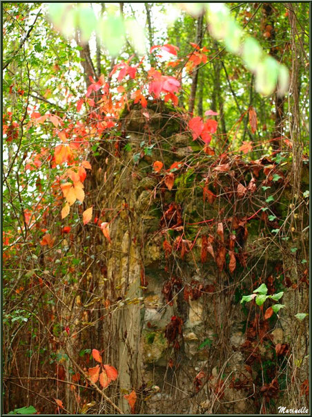 Ruines d'une ancienne ferme, au milieu des bois, envahies par la végétation automnale, forêt sur le Bassin d'Arcachon (33) 