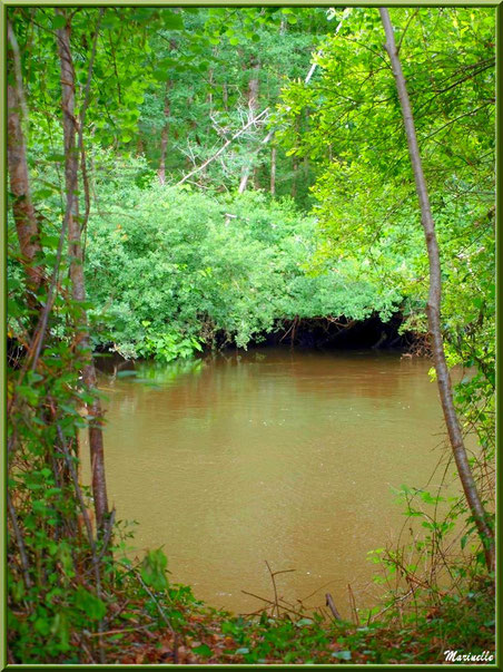 Végétation luxuriante et reflets en bordure de La Leyre, Sentier du Littoral au lieu-dit Lamothe, Le Teich, Bassin d'Arcachon (33) 