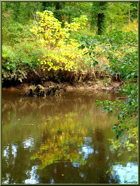 Arbres et reflets d'automne en bordure de La Leyre, Sentier du Littoral au lieu-dit Lamothe, Le Teich, Bassin d'Arcachon (33) 
