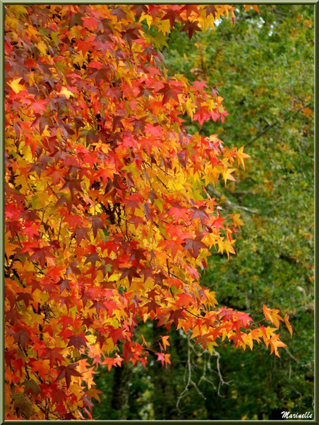 Sous-bois : Chênes et Liquidambar (ou Copalme d'Amérique) aux couleurs automnales, forêt sur le Bassin d'Arcachon (33)  