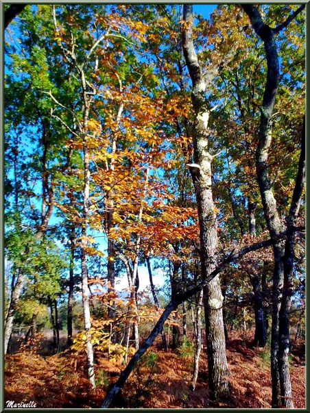 Marronnier automnal parmi les chênes et pins, forêt sur le Bassin d'Arcachon (33) 