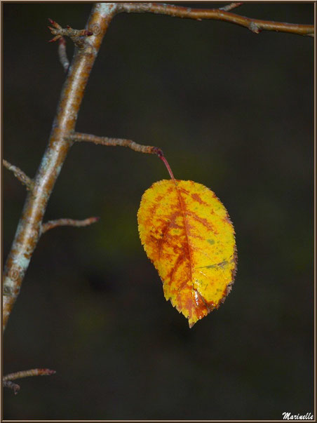 Feuille d'arbrisseau automnal, forêt sur le Bassin d'Arcachon (33) 