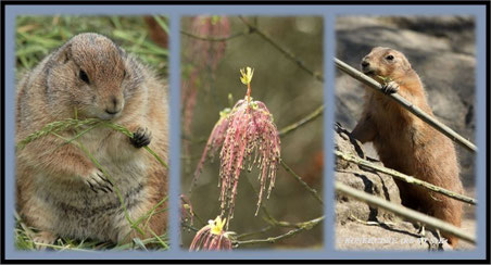 Hannover Zoo