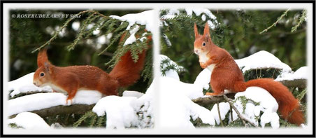 Eichhörnchen Schnee