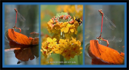 die Schlanklibellen gibt es in vielen Farben - von blau und gelb bis zu orange und rot