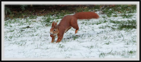 Eichhörnchen Schnee