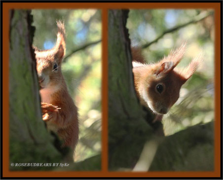 Eichhörnchen