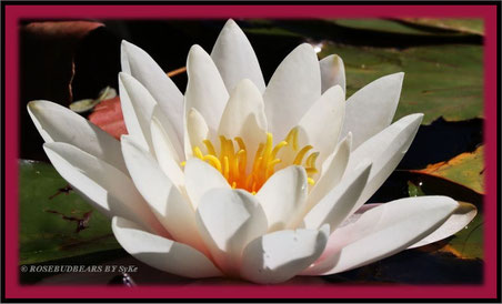 Seerose