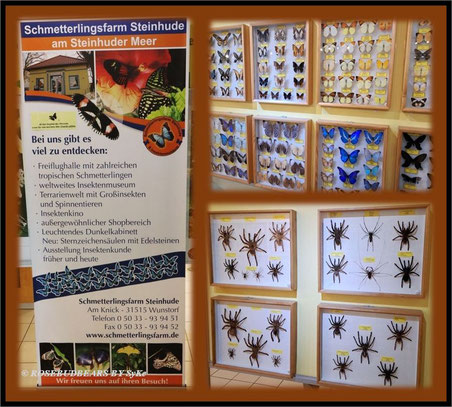 Schmetterlingsfarm Steinhude - und einige Vitrinen