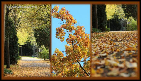 Hannover Friedhof Engesohde Herbst