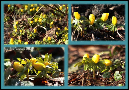 Hannover Herrenhausen Berggarten Winterlinge