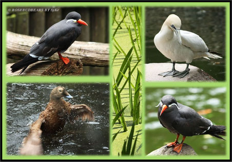Vogelpark Walsrode