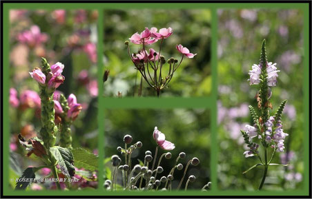 Stadtpark Hannover