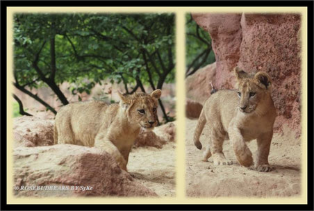 Zoo Hannover Berberlöwen Nachwuchs