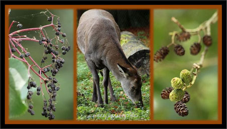 Wisentgehege Saupark Springe