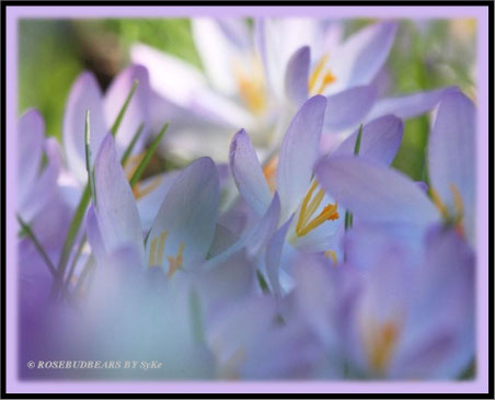 Elfenkrokusse