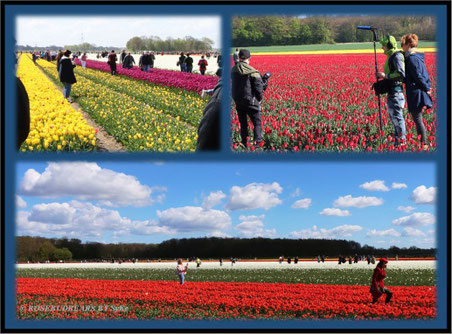 Eickenhof Tulpen