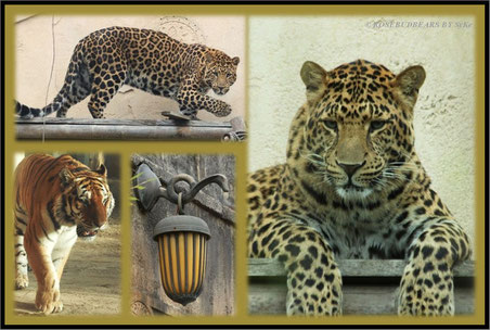 Zoo Hannover Raubkatzen