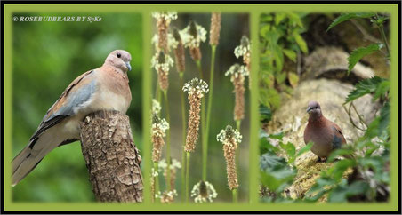Zoo Hannover Palmtaube